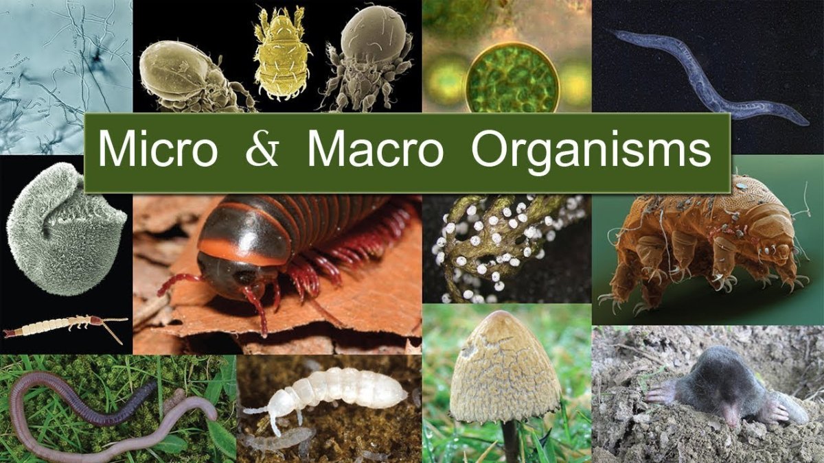 Живые организмы обитающие в почве