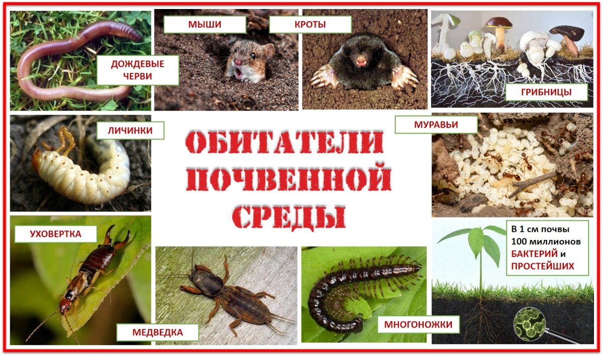 Животные обитающие в почве