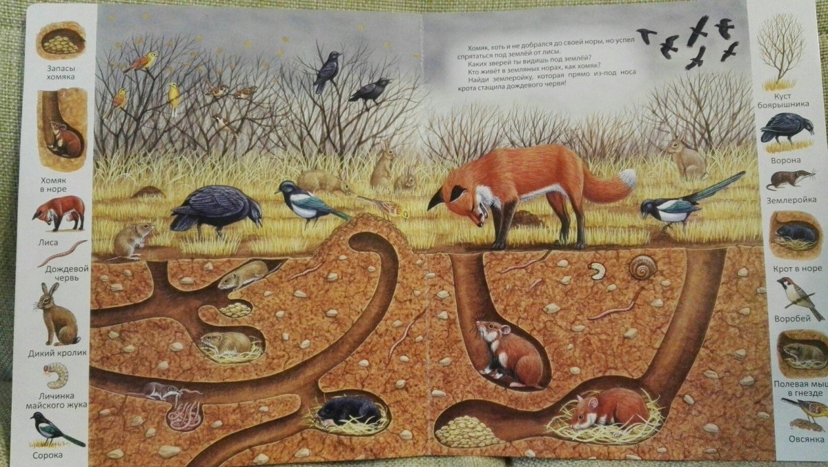 Норы животных в разрезе