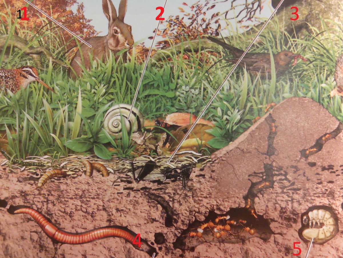 Почвенные животные