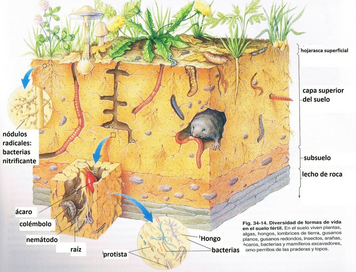 Подземные обитатели