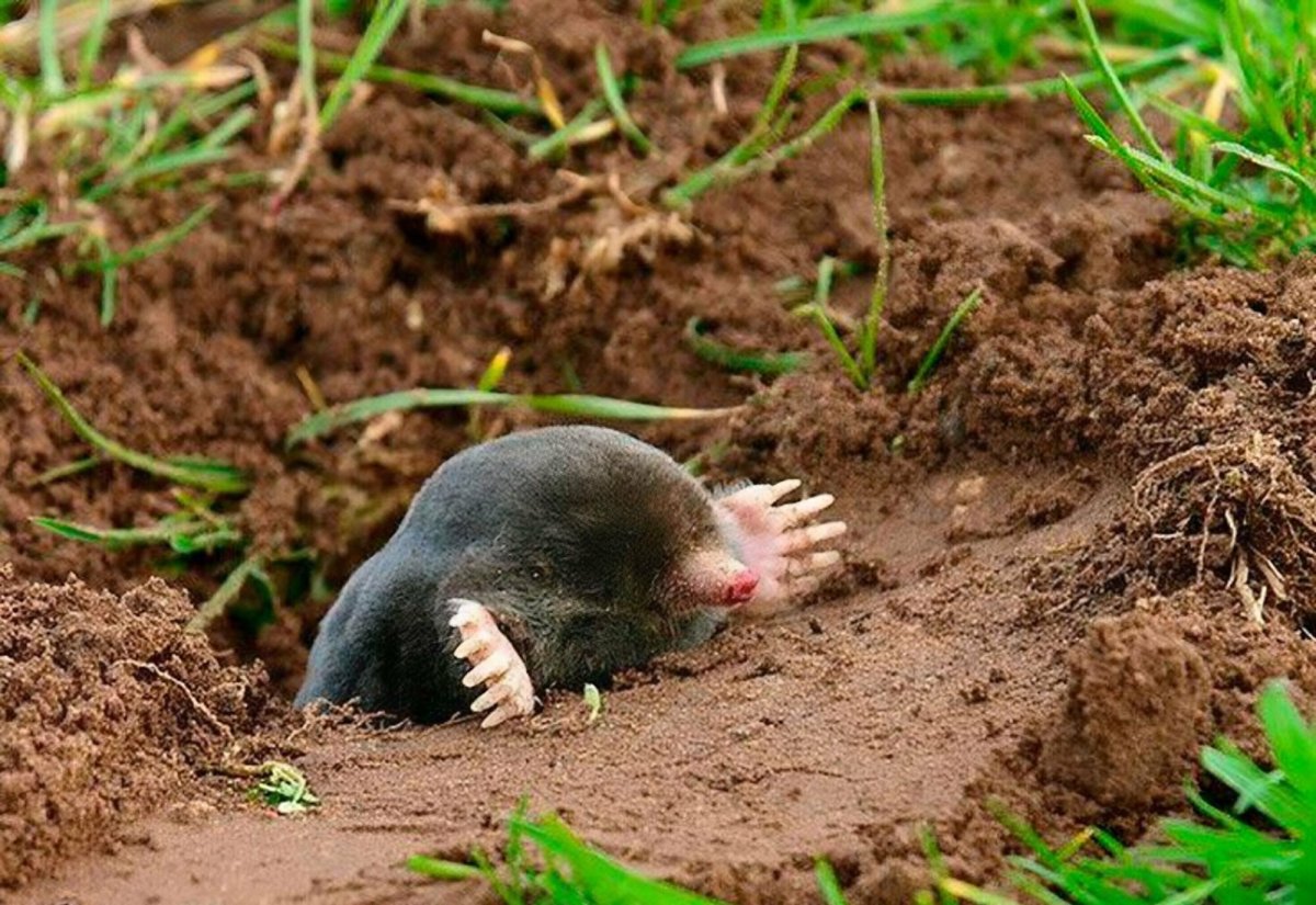 Норы землеройки на огороде