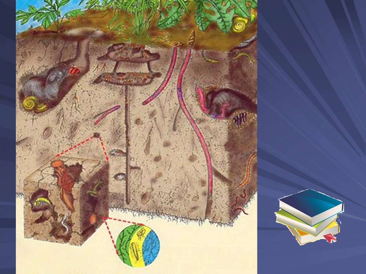 Почва и подземные обитатели