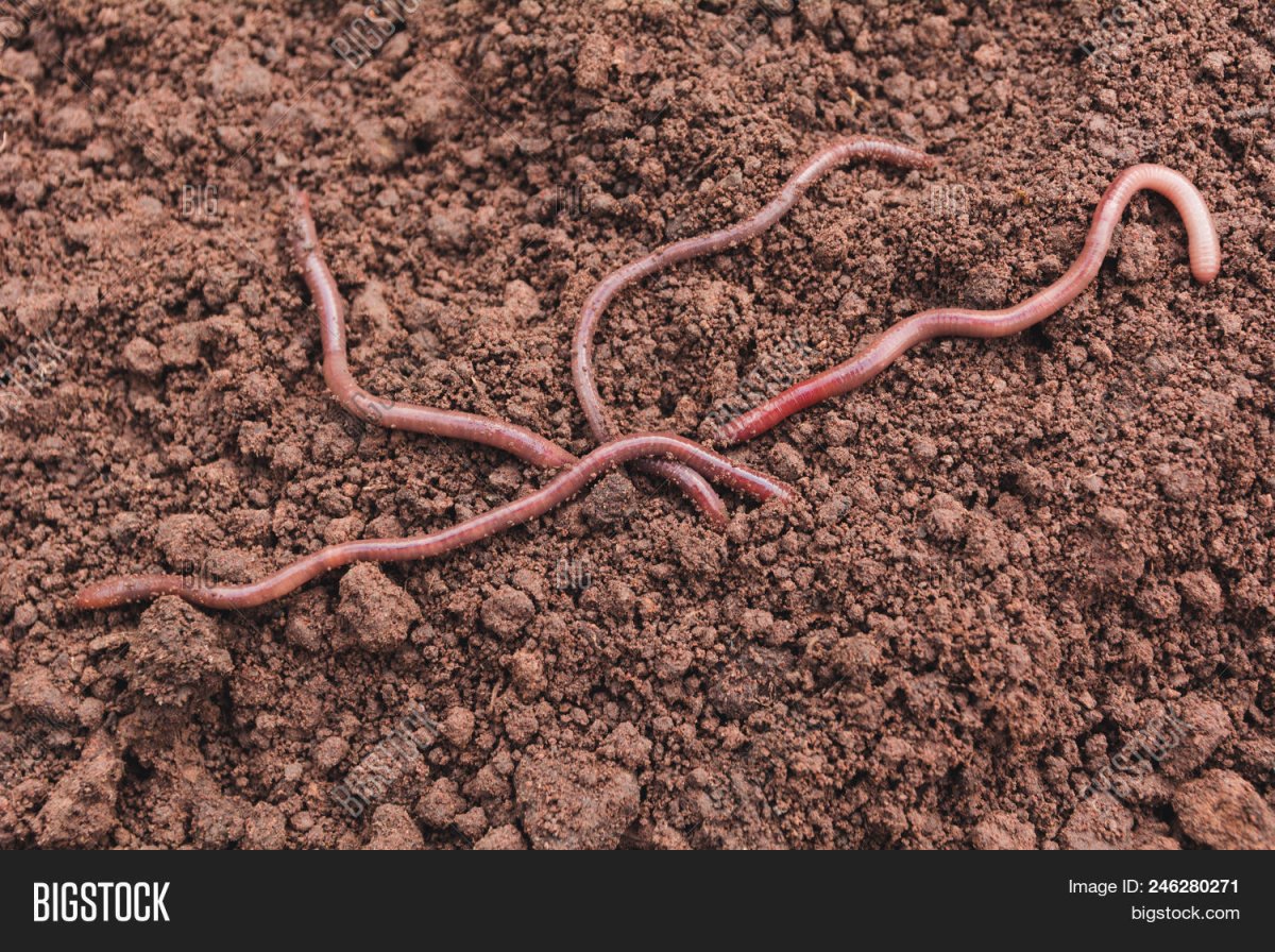 Дождевые черви рыхлят почву
