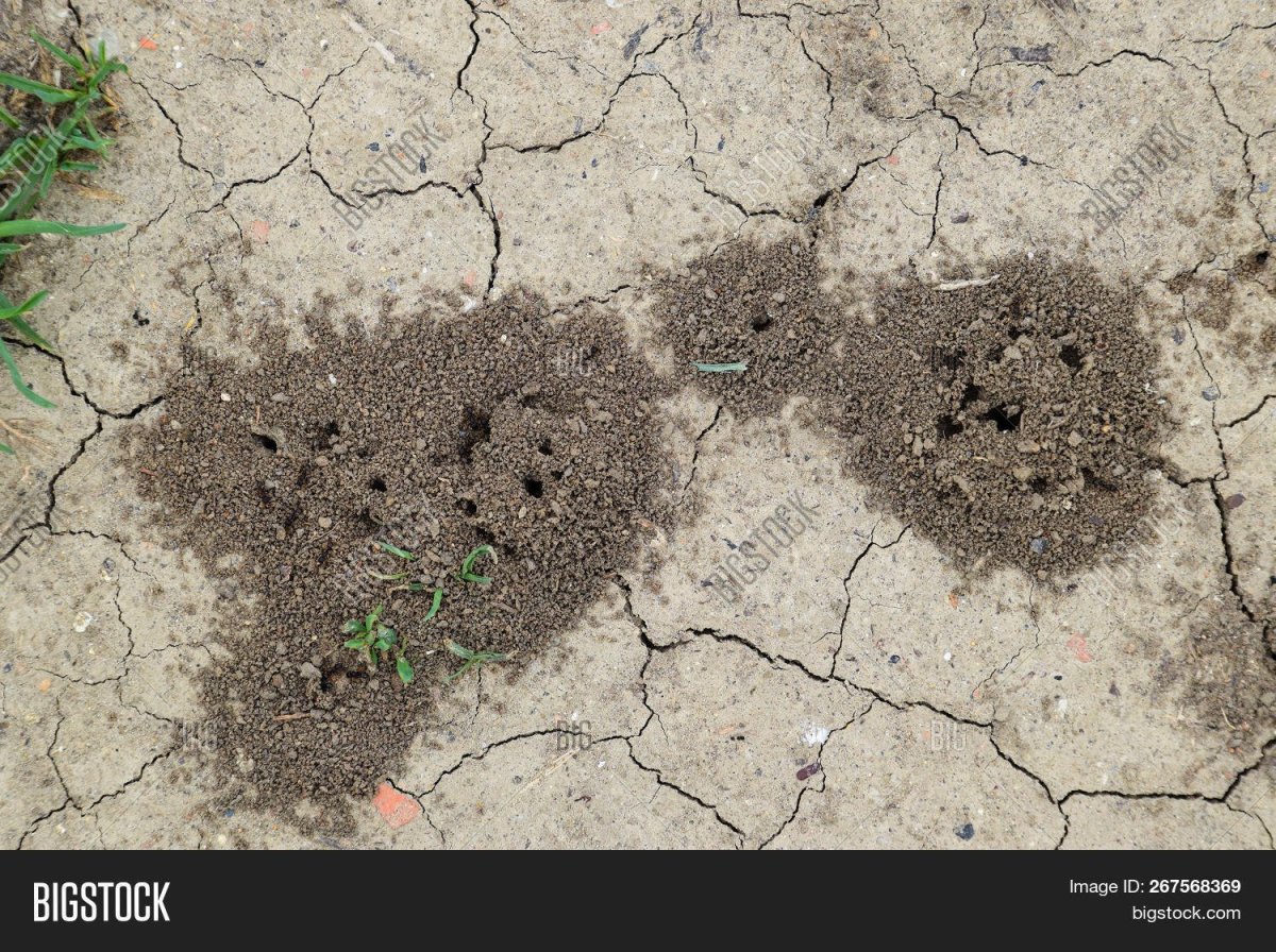 Норы земляных ОС