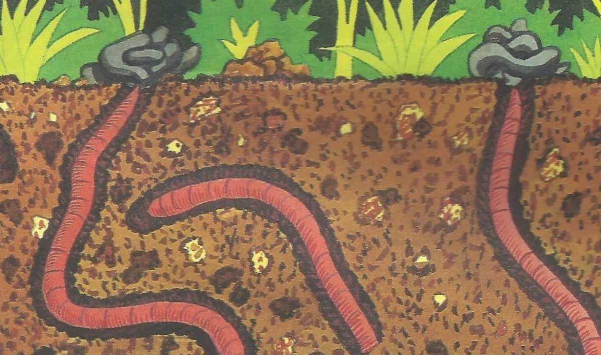 Ходы дождевых червей в почве