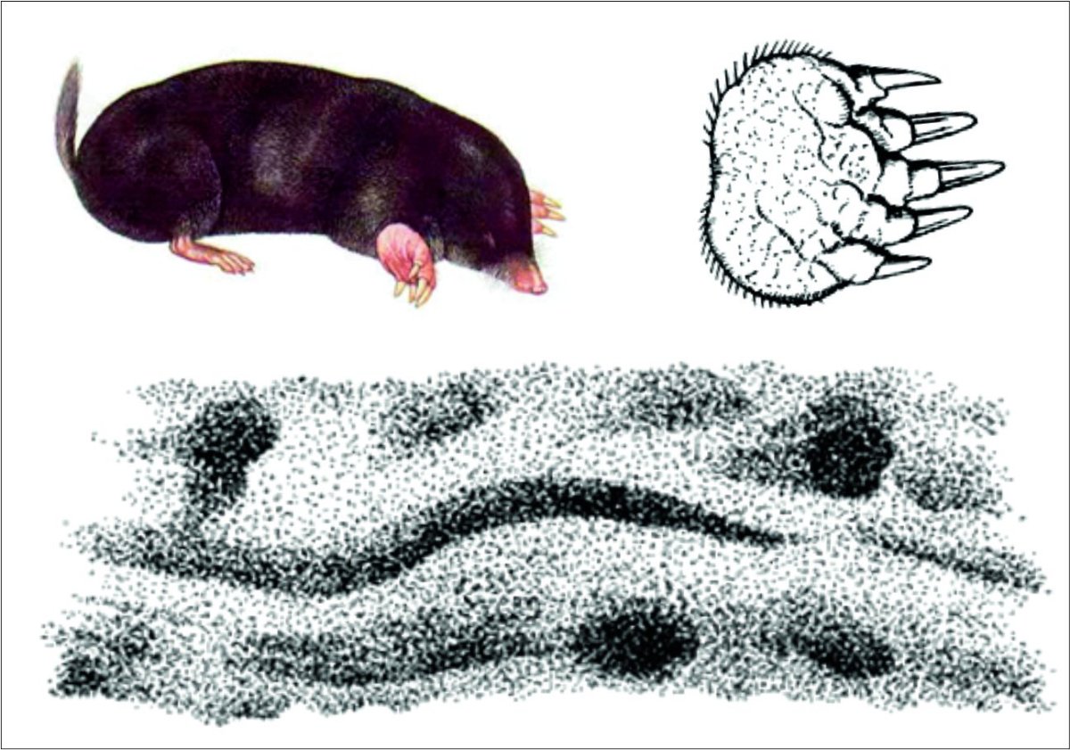 Строение крота