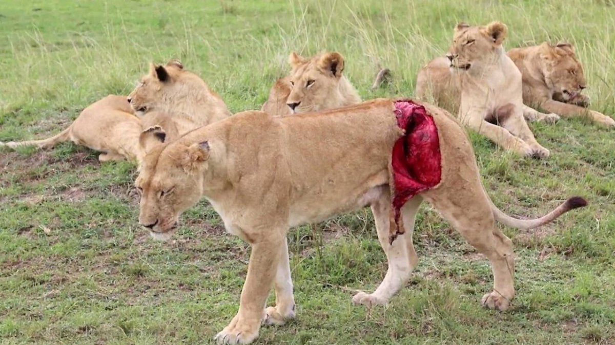 Львицы дерутся