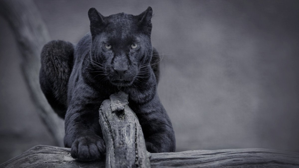 Пума черная и пантера