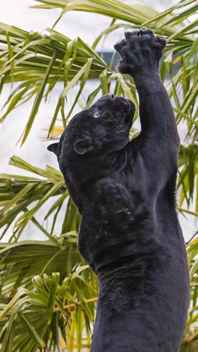 Пантера животное