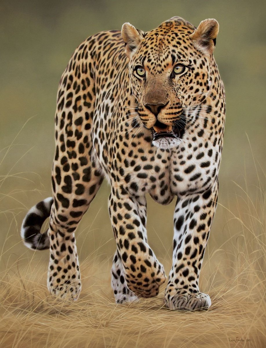 Леопард Ягуар самец