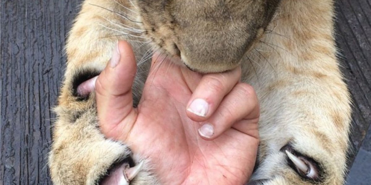 Лапы крупных кошачьих