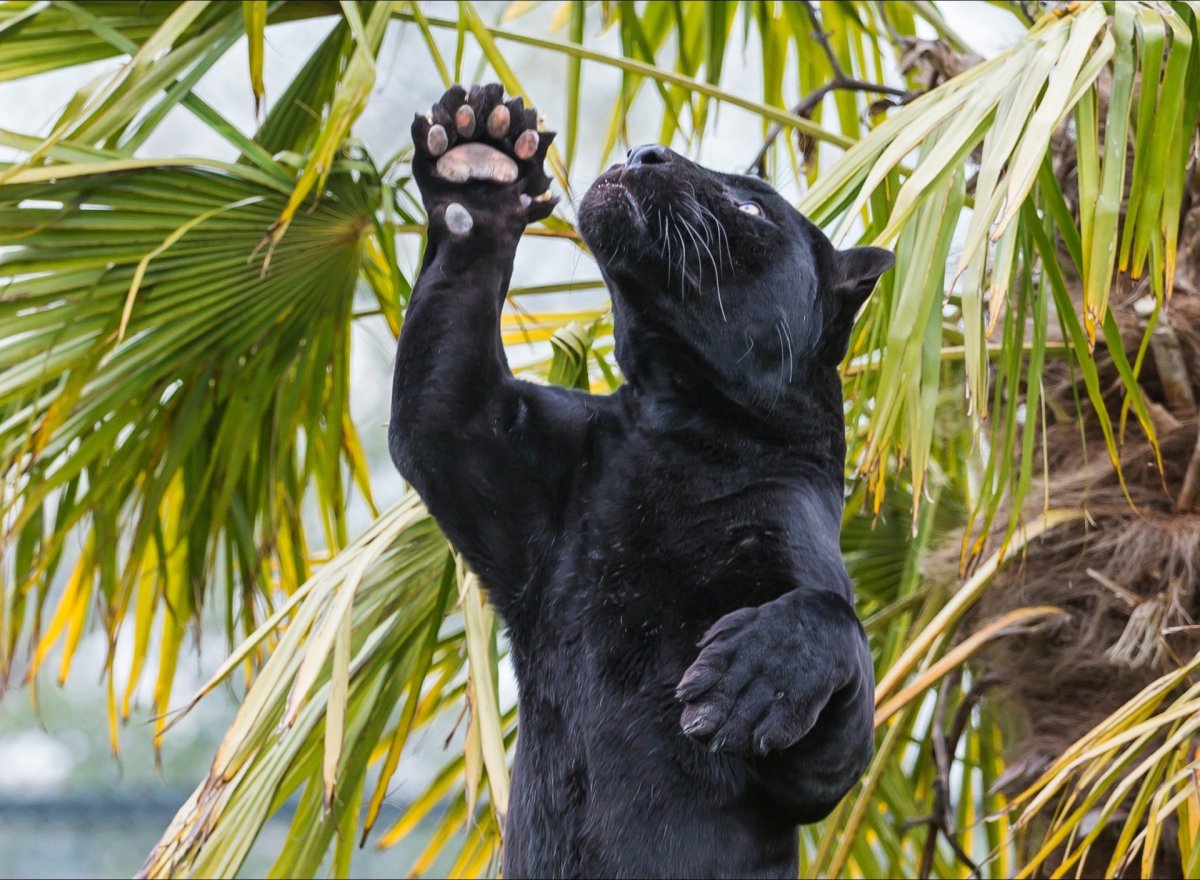 Черная пантера