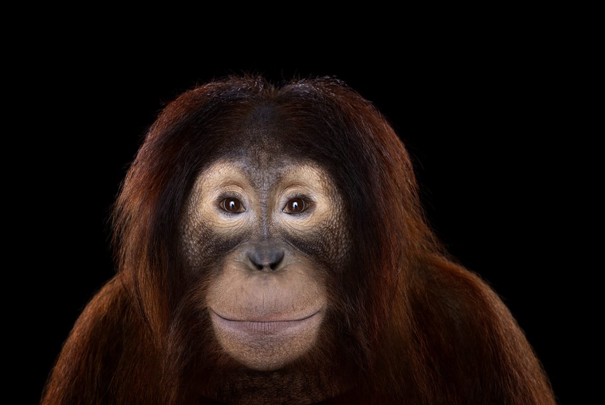 Обезьяна улыбается