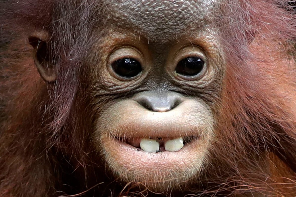 Смешные морды обезьян