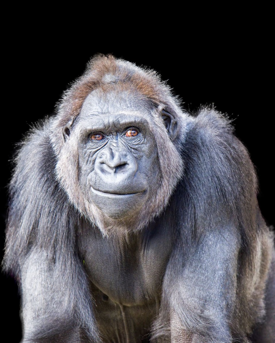Шимпанзе улыбается