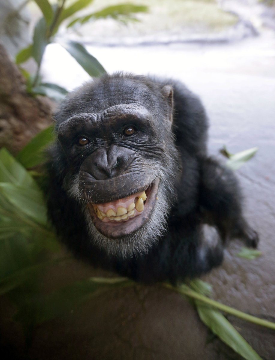 Улыбка обезьяны