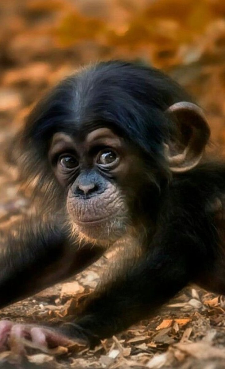 Смешные обезьяны