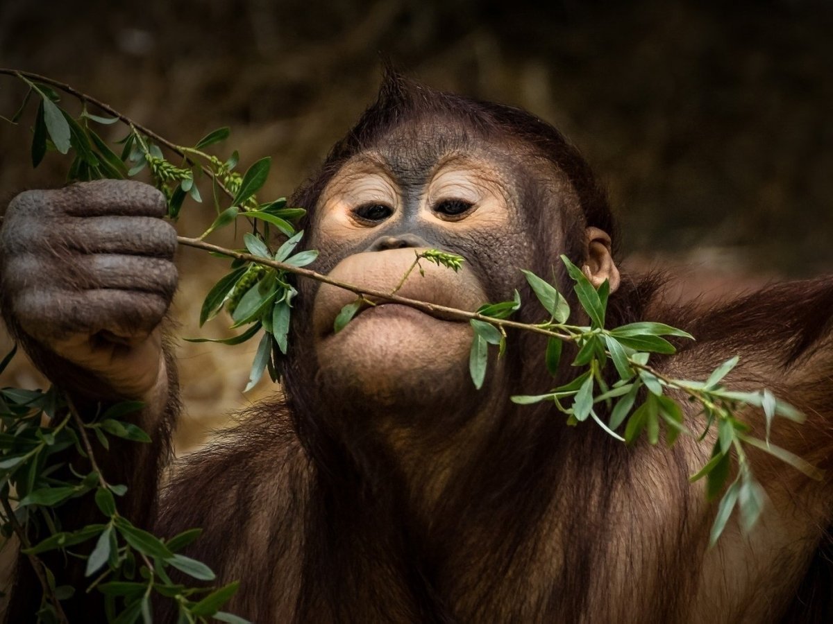 Обезьяна картинки