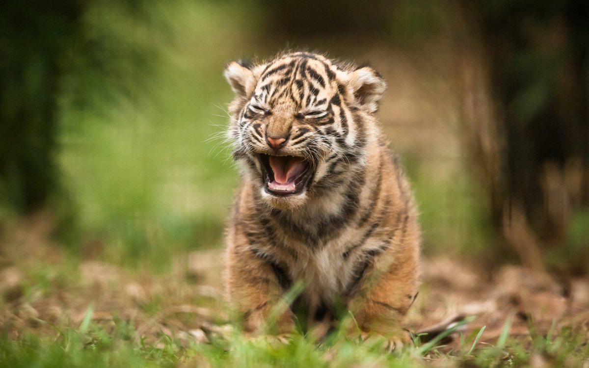 Маленький Тигренок