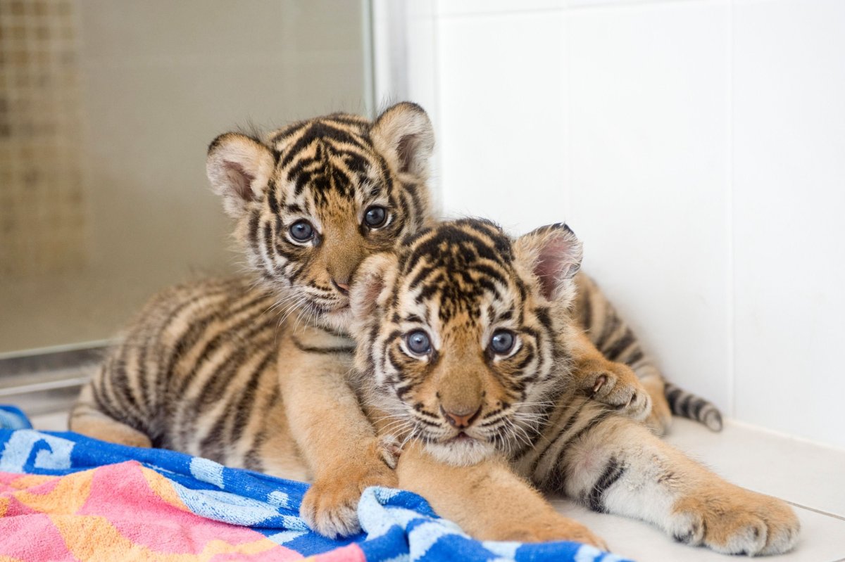 Тигрица с тигрятами