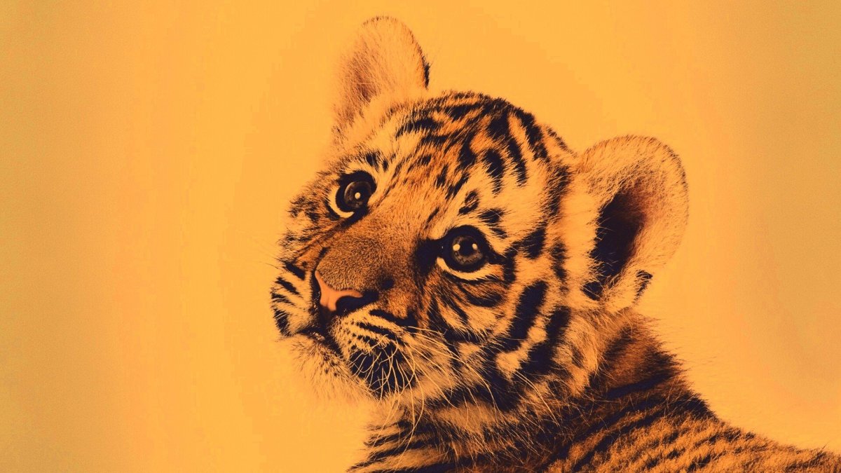 Классные обои с животными