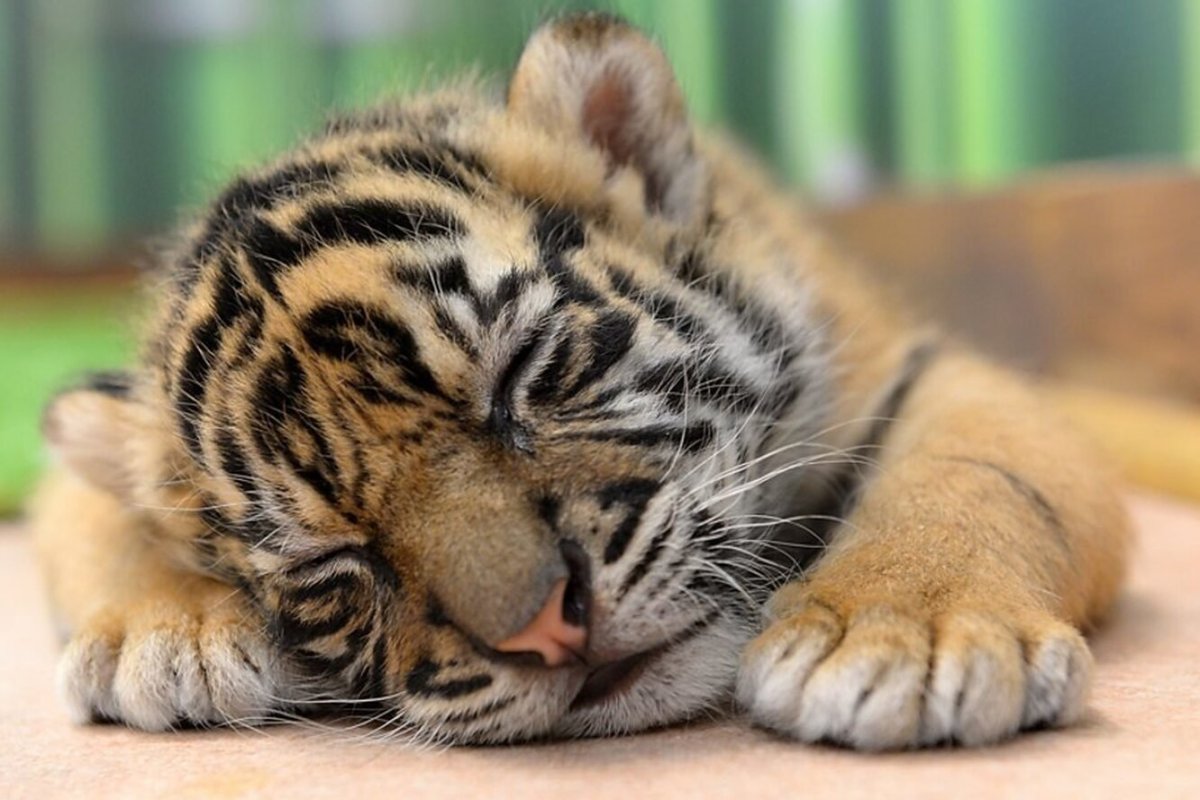 Маленький Тигренок