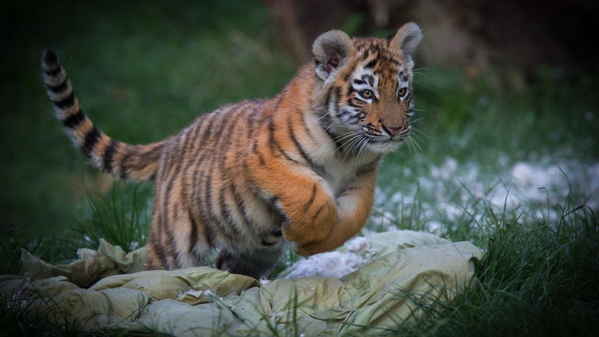 Миленький Тигренок