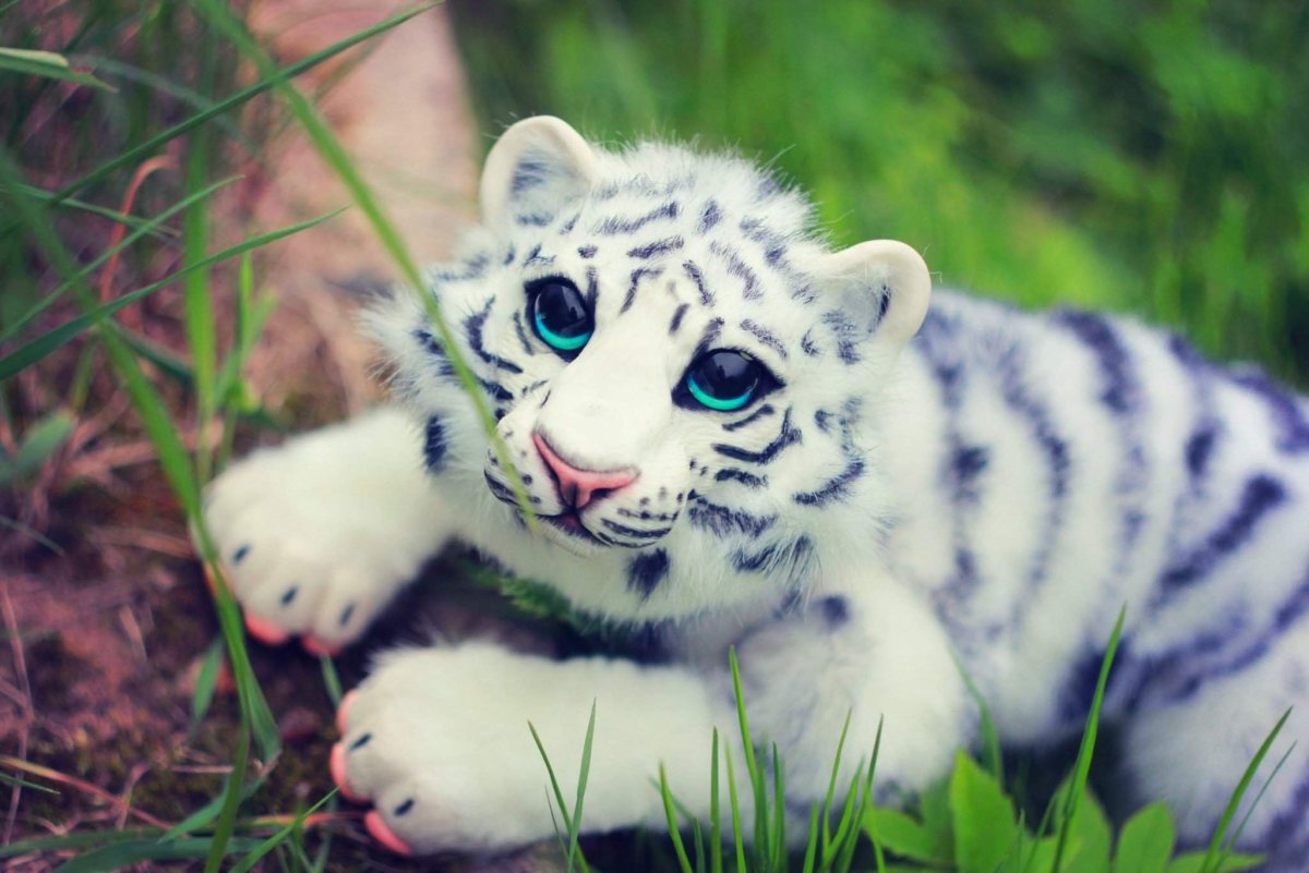 Милые тигрята