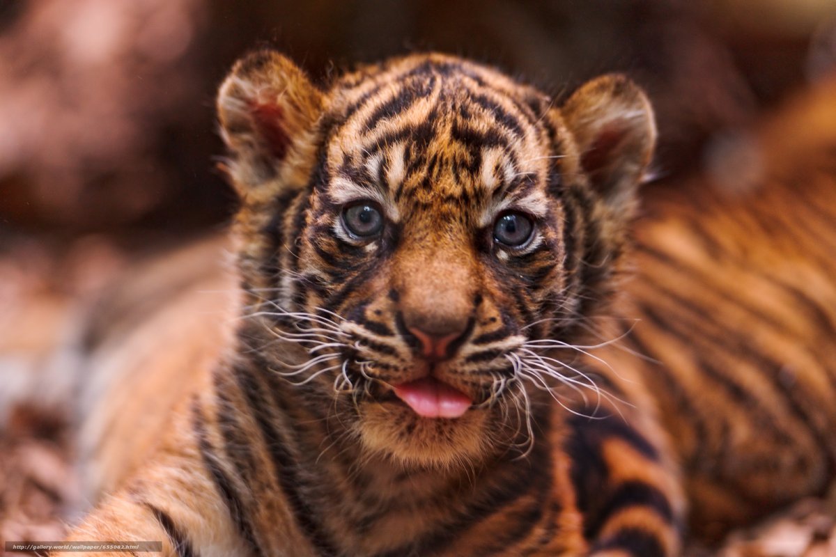 Маленький Тигренок