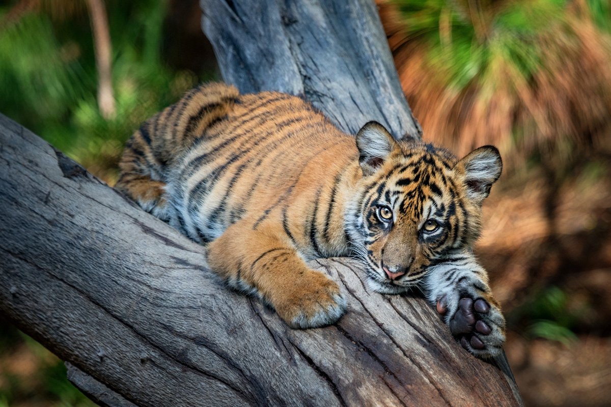 Тигр с тигренком