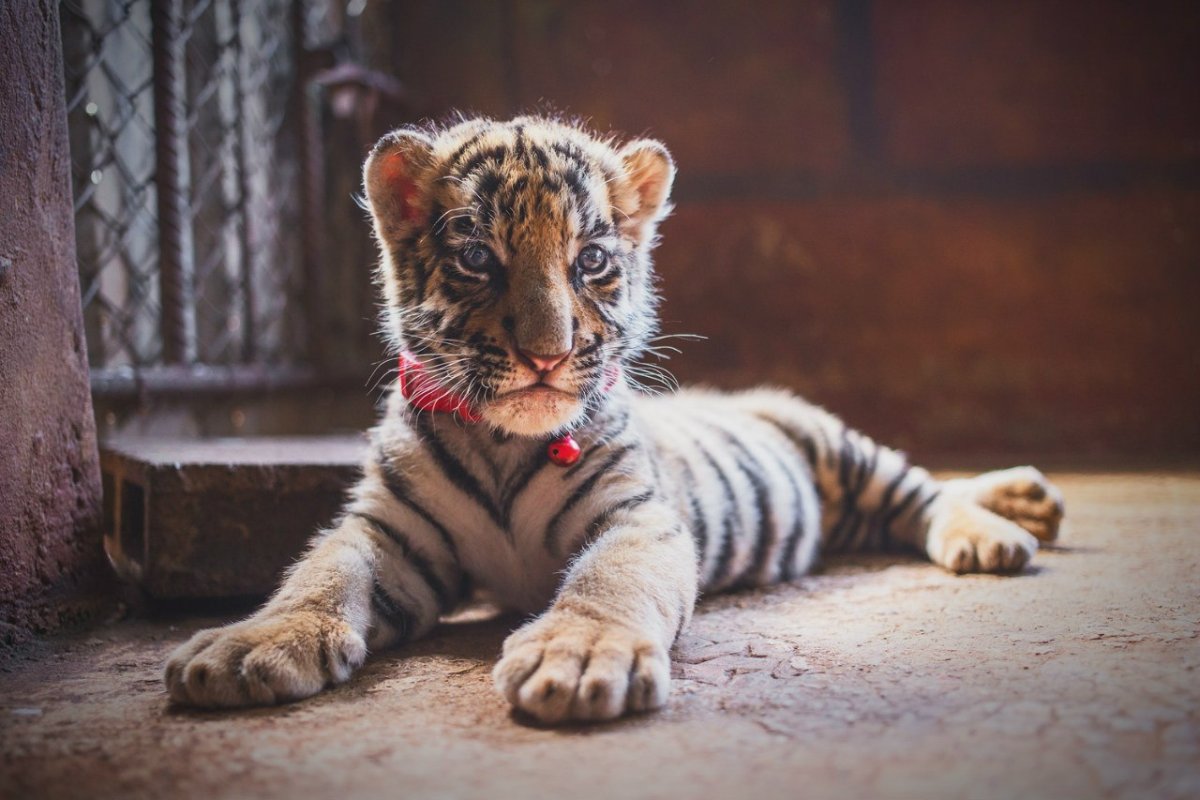 Тигренок настоящий