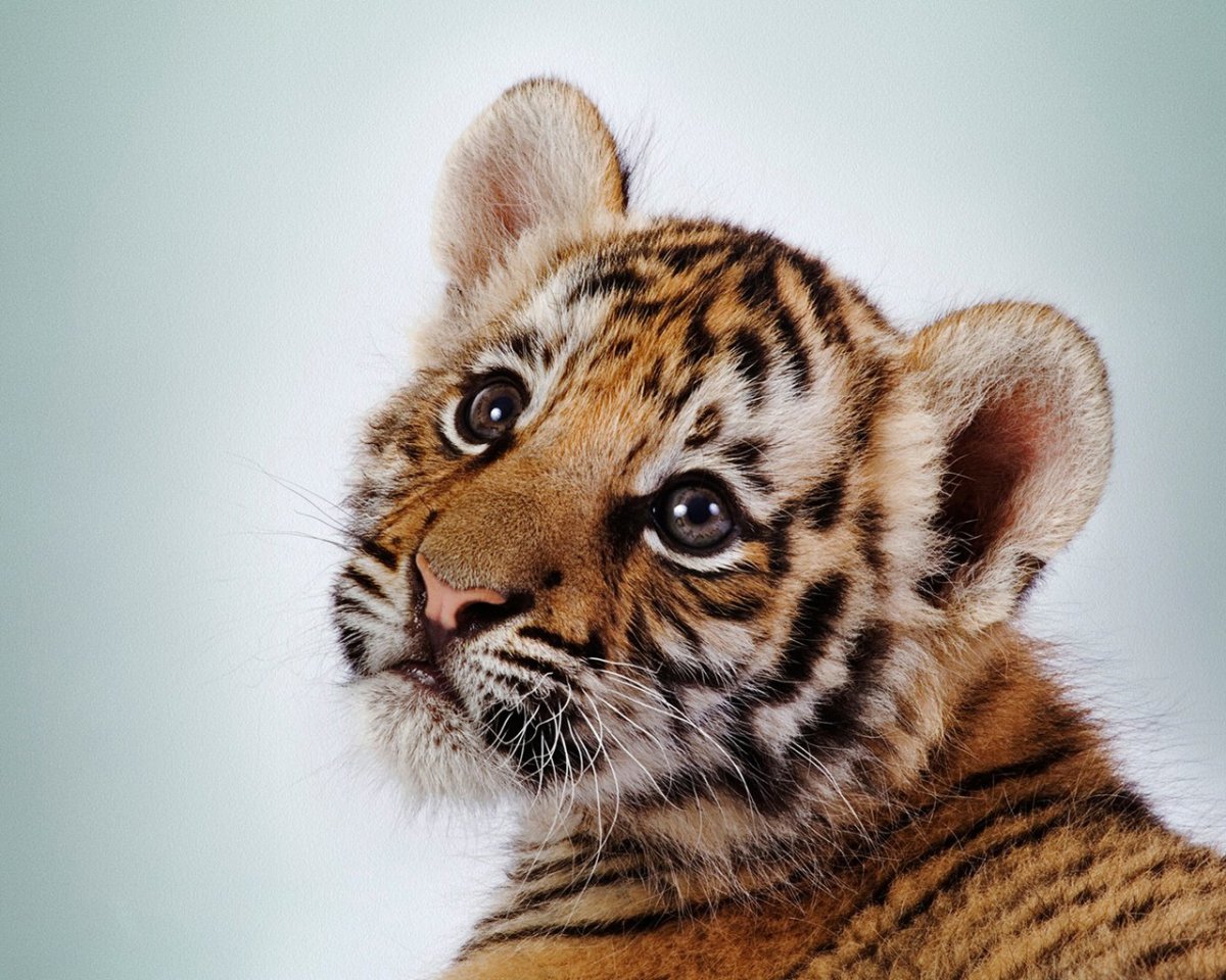 Морды животных