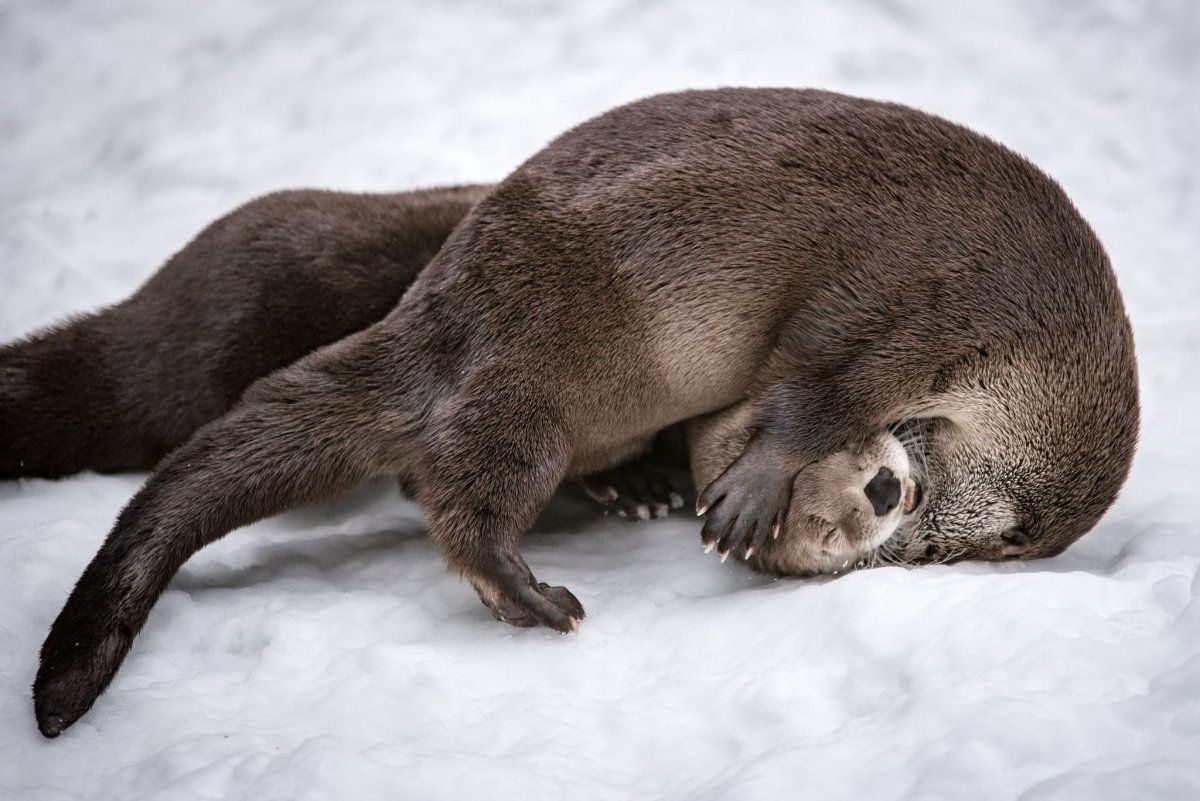 Выдра Речная