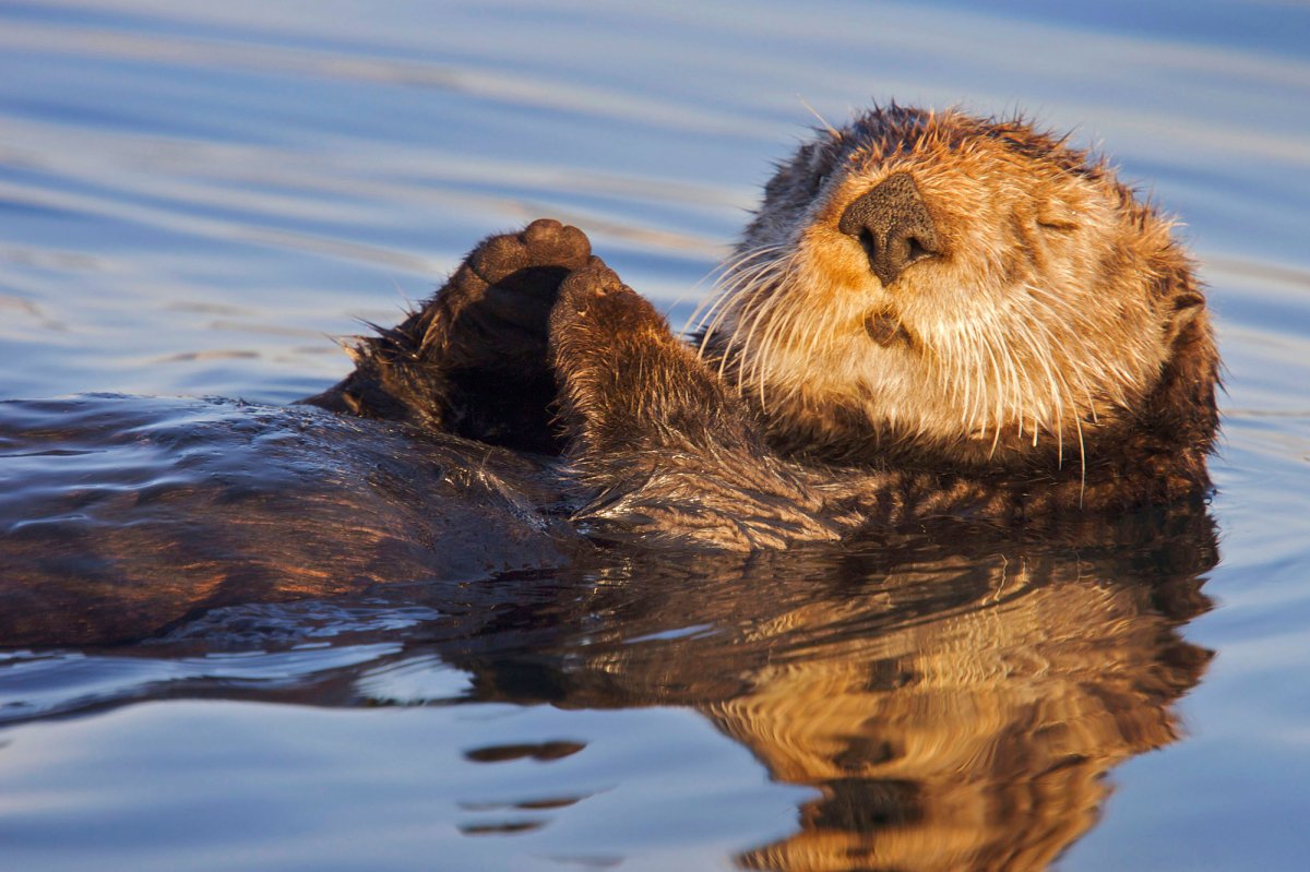 Каланы Кроноцкий заповедник