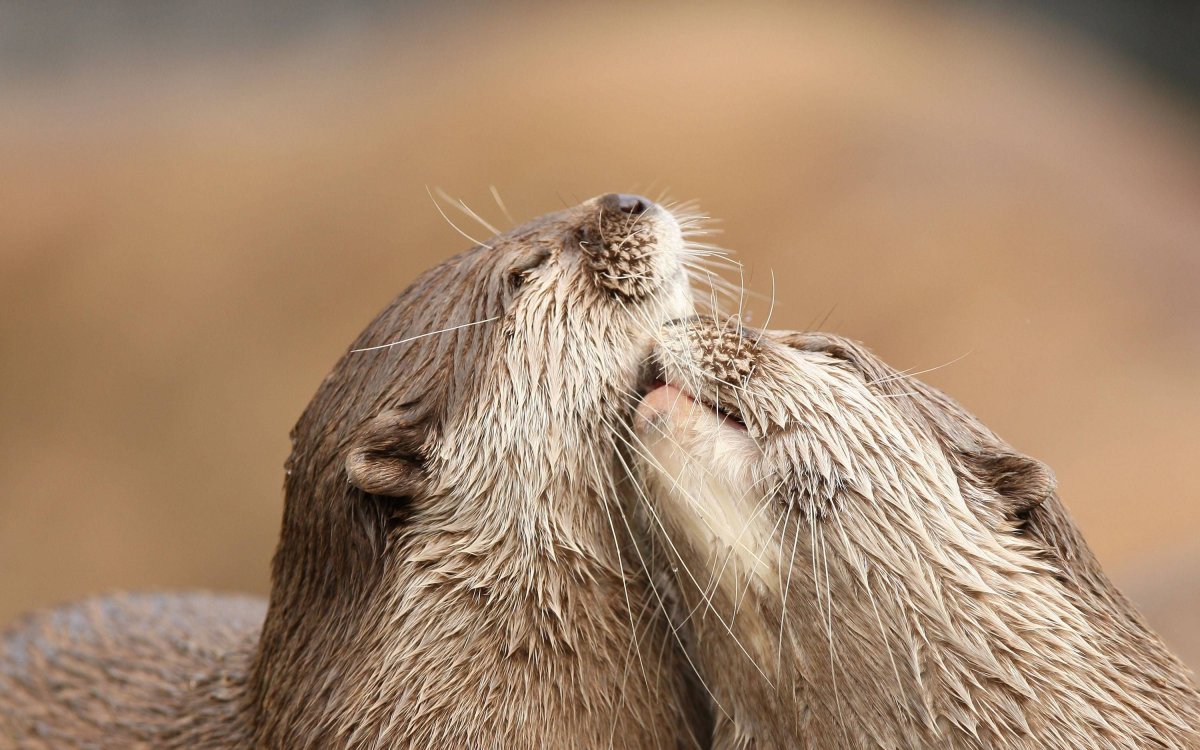 Выдра милая