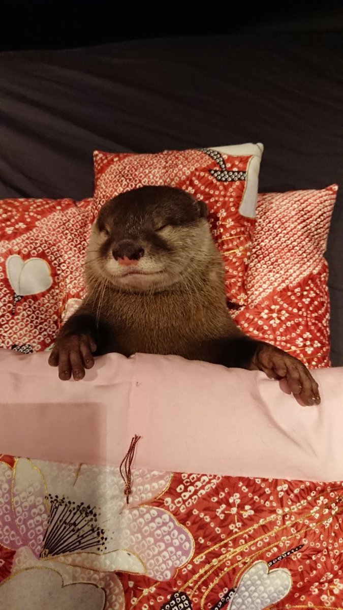 Выдра смешная