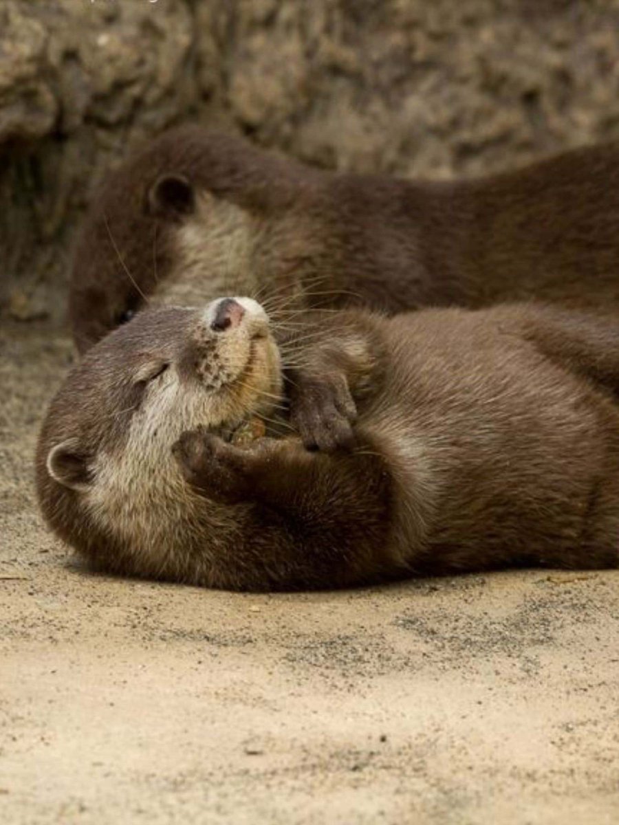 Выдра калан с детенышем