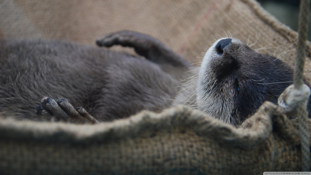 Выдра серая