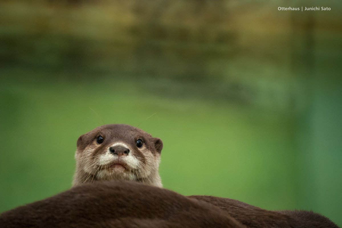 Выдра Котаро