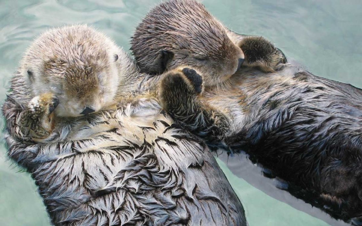 Спящие выдры