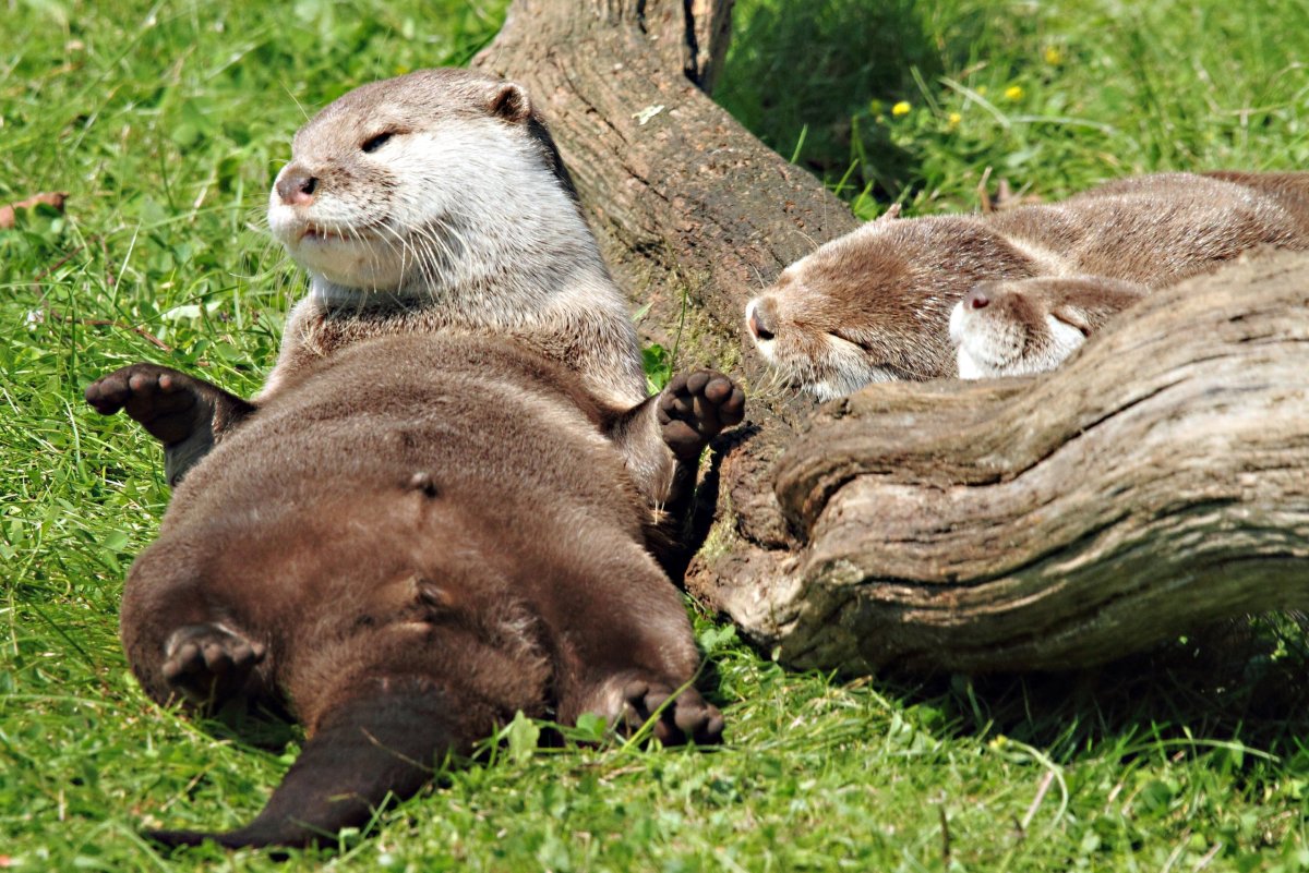 Сытые выдры