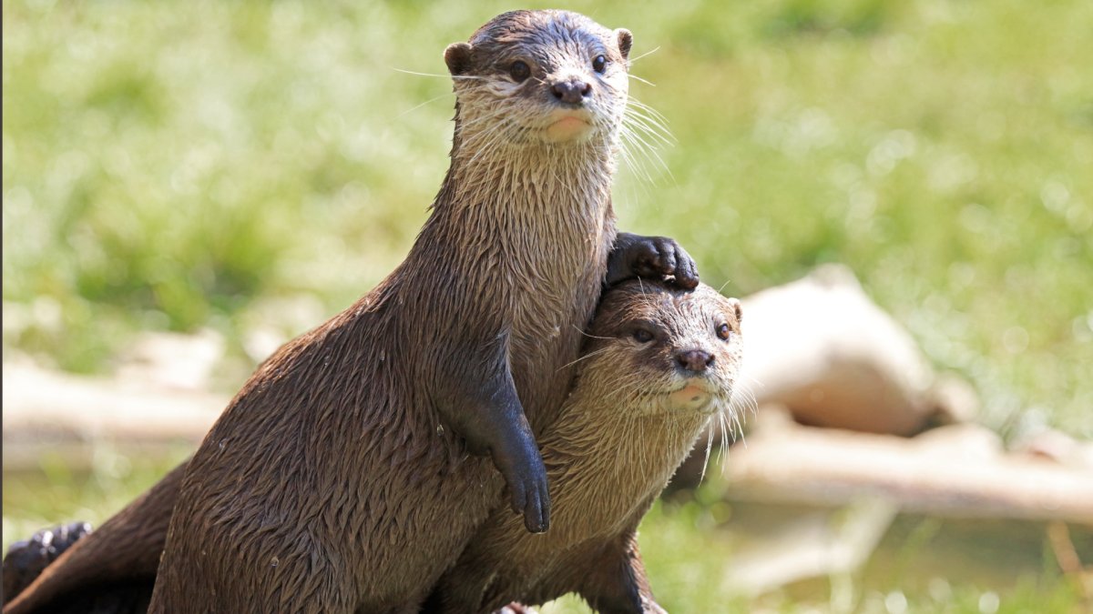 Выдра Речная