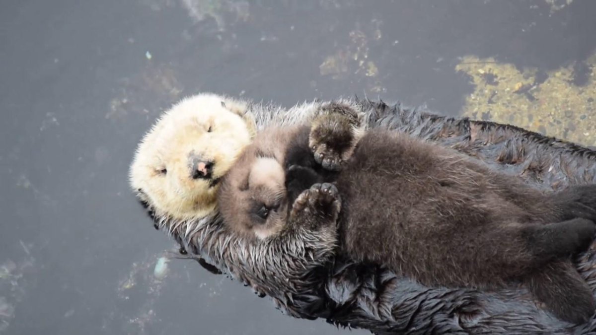 Каланы спят