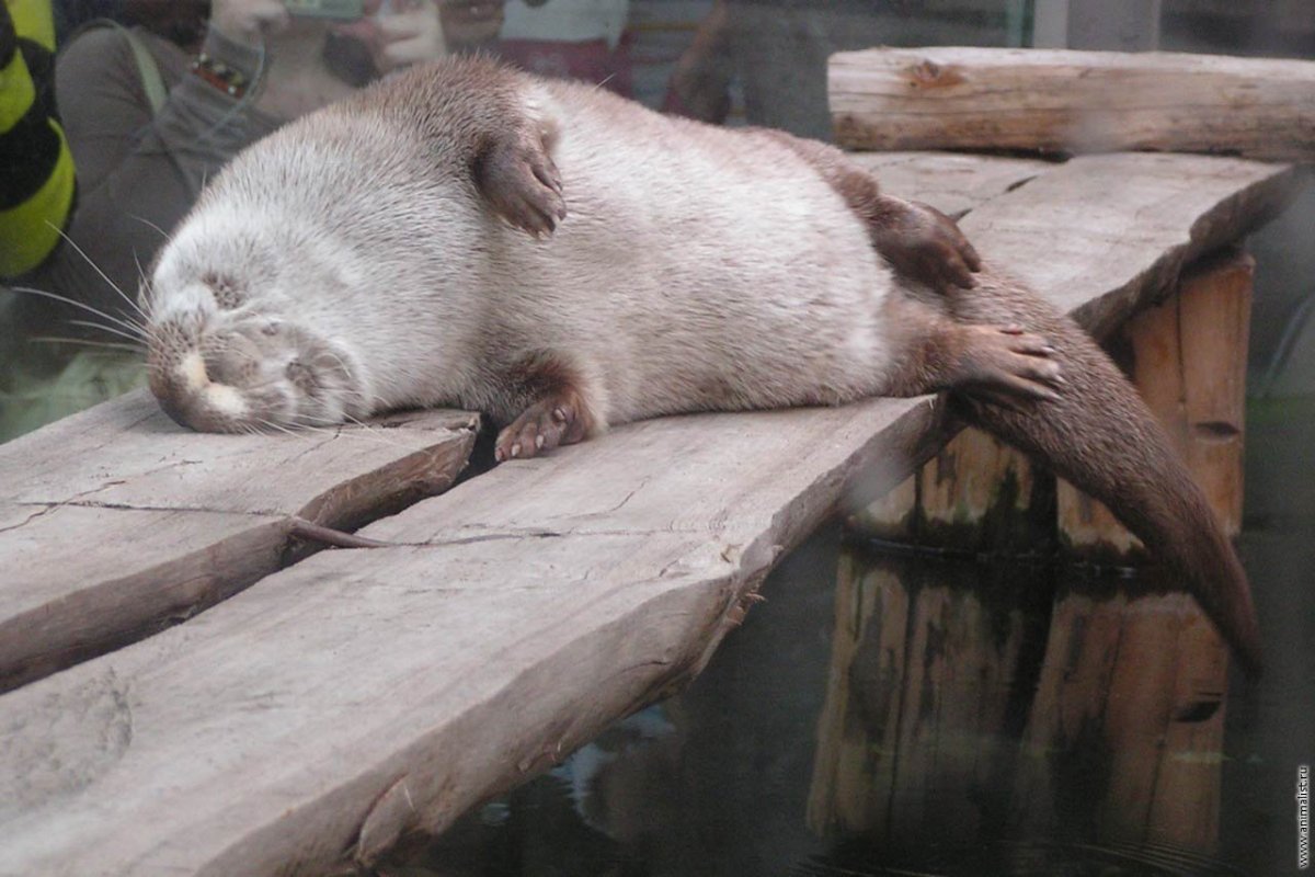 Белогорлая выдра