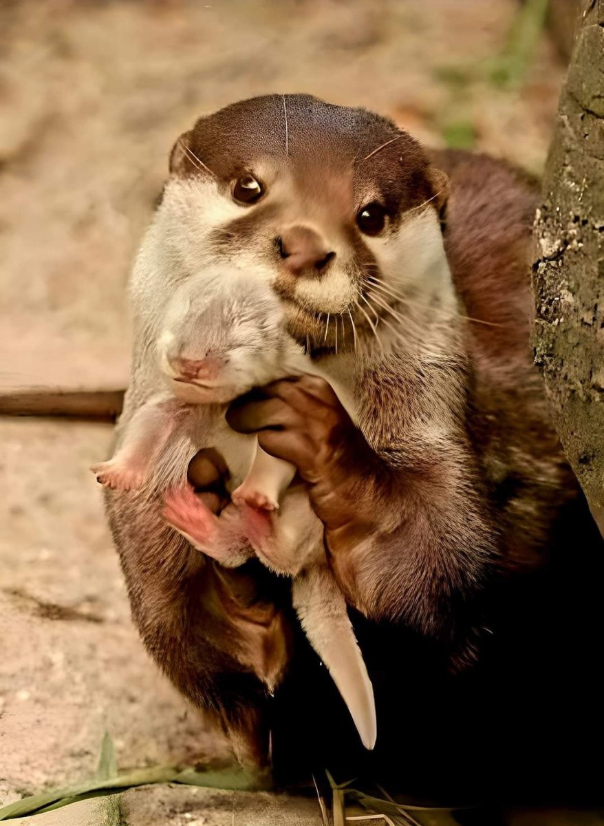 Выдра калан