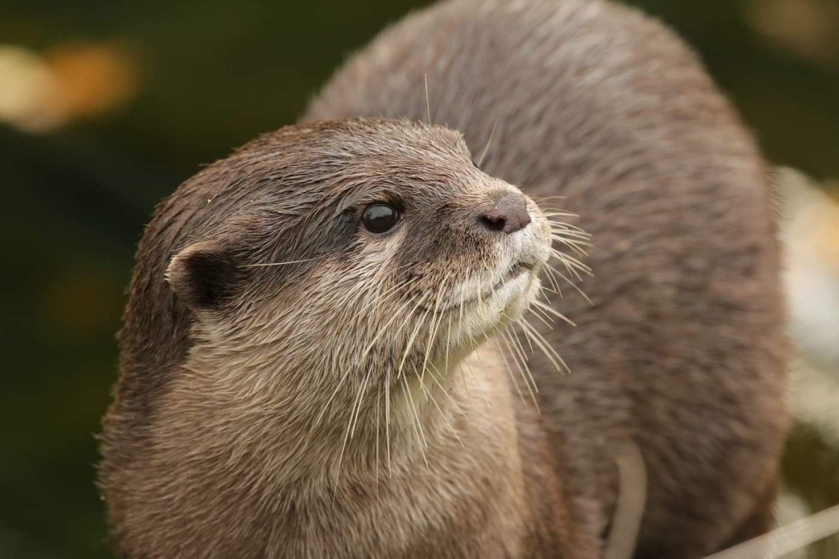 Белогорлая выдра