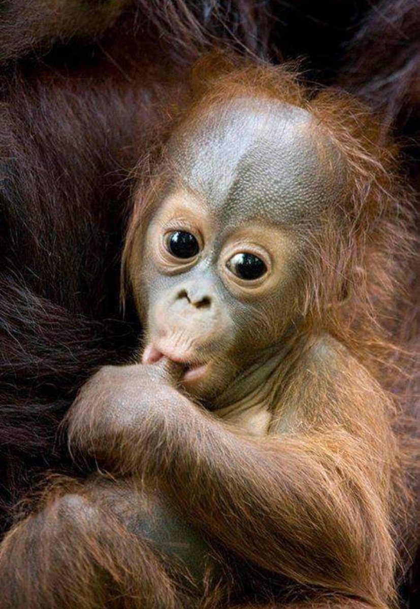Обезьяны шимпанзе орангутаны