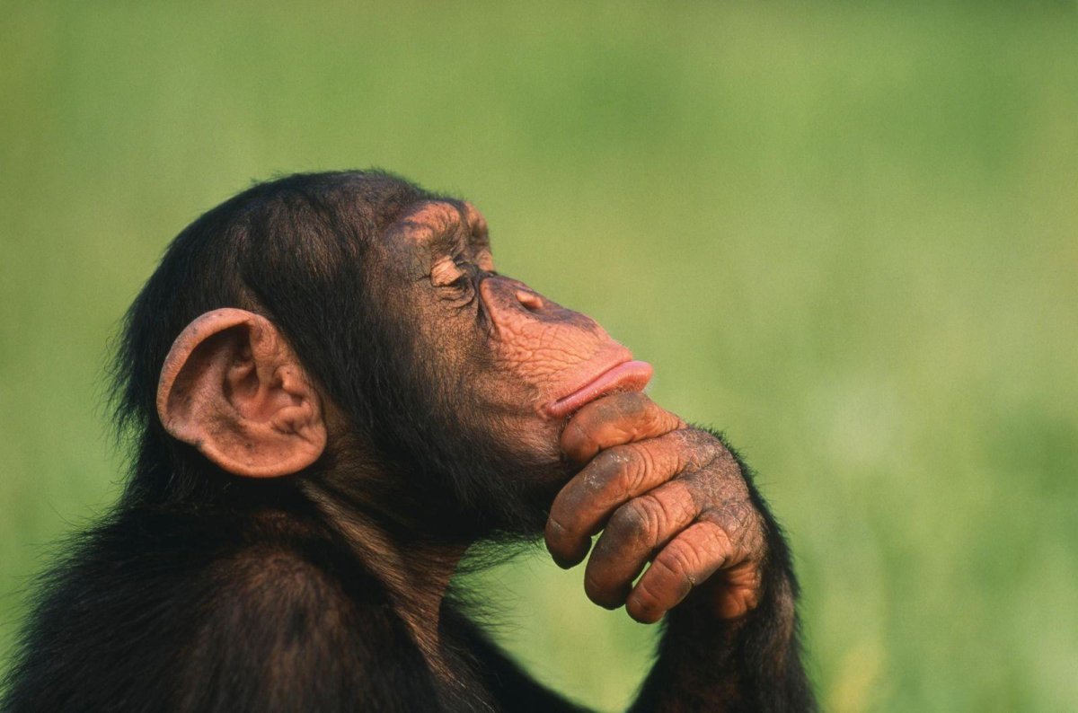Chimpanzee