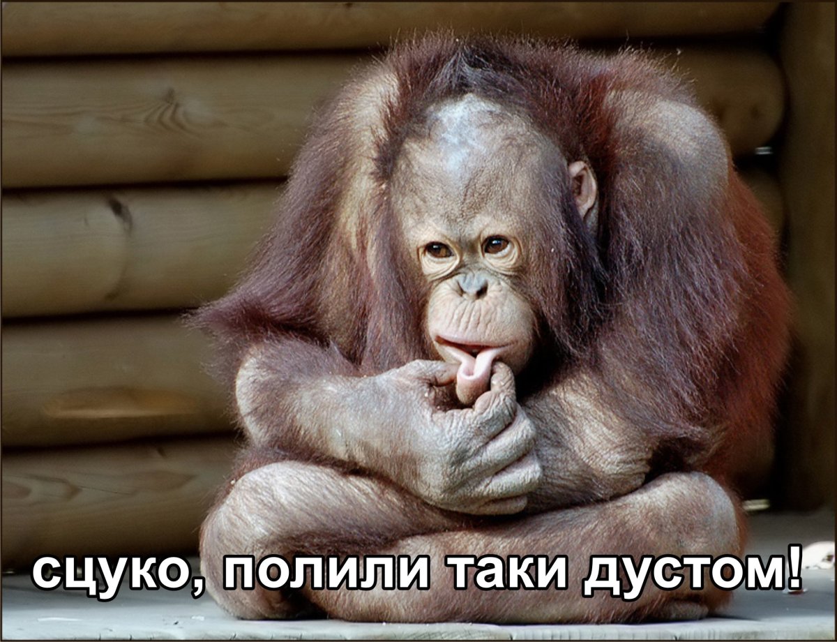 Обезьянки с надписью